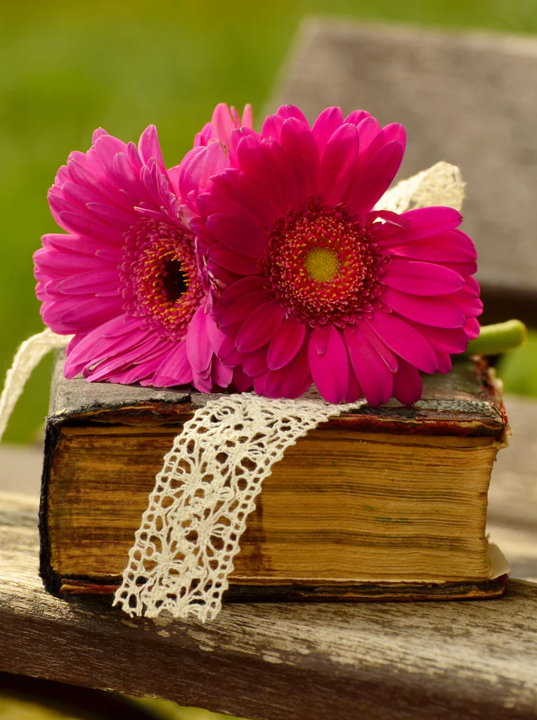Pink gerbera flowers resting on an old vintage book with a lace ribbon