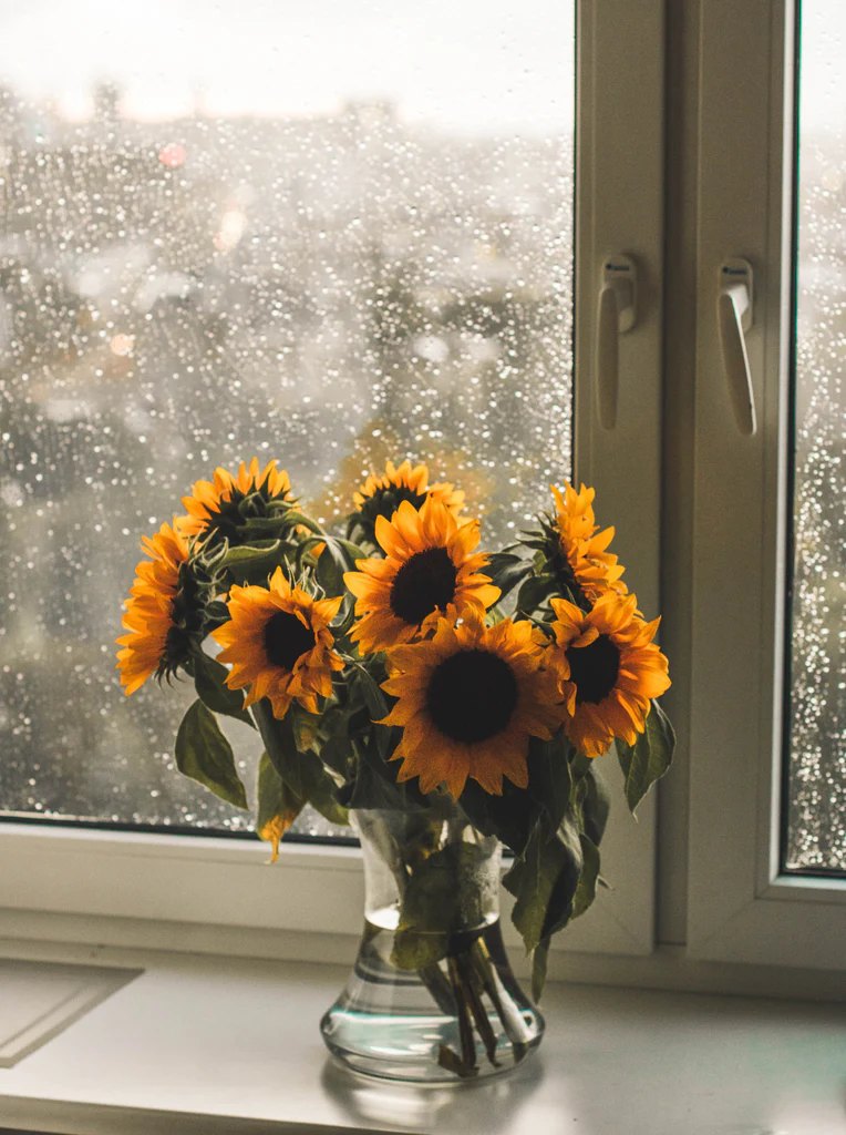 Vibrant Sunflowers Chester in a glass vase against a rainy window background