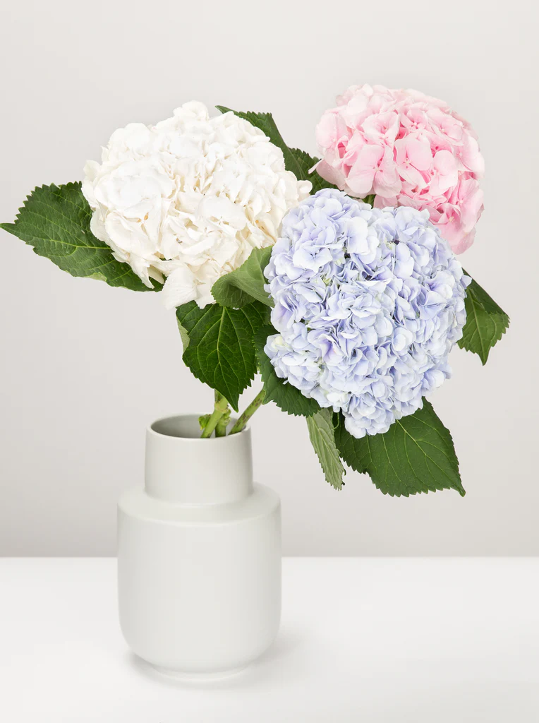 Traditional white Jasmine flowers for Thai Mothers Day celebration at Lilis Flowers Chester